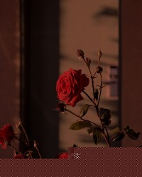妻子出轨20年，我重生在了结婚当天
