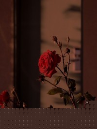我放手还她自由后，她哭着说后悔